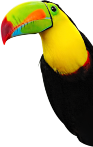 Toucan-Extended